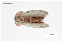 藏品(波麗毒蛾)的圖片